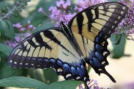 Many species of swallowtail defend themselves using toxic chemicals. Printable Factsheet Butterfly Swallowtail Young People S Trust For The Environment