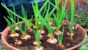 Cara Menanam Bawang Bombay Dalam Pot Atau Polybag Di Rumah Bagi Pemula Faunadanflora Com
