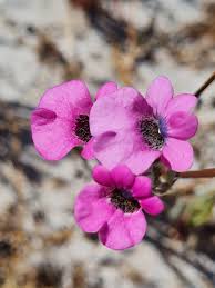 Image result for Nemesia lilacina