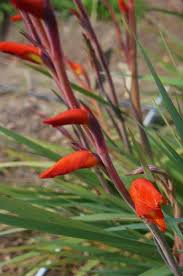 Image result for Gladiolus dalenii