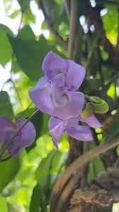 Image result for Vigna radicans
