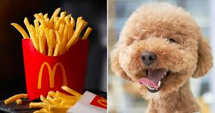 Built by trivia lovers for trivia lovers, this free online trivia game will test your ability to separate fact from fiction. This Mcdonald S Quiz Will Determine What Kind Of Dog You Would Be
