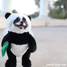 Panda Dog Costume Only A Limited Number Of These Walking Panda Bear Costumes Are Being Sewn According To Our Cust Panda Puppy Panda Dog Costume Pet Costumes