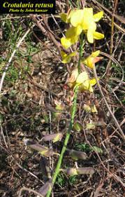 Image result for Crotalaria retusa L.