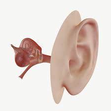 Ear Anatomy 3d Model Ear Anatomy Human Ear Anatomy Ear