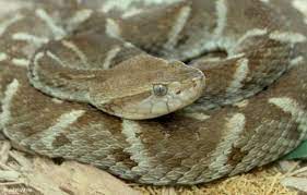 Pin On Snakes