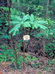 Image result for Podophyllum  peltatum