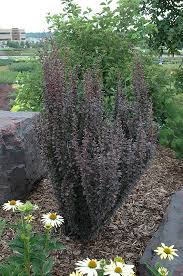 #2 zone 4 sun to part shade. Helmond Pillar Japanese Barberry Berberis Thunbergii Helmond Pillar In Naperville Aurora Batavia Oswego Chicago Wheaton Illinois Il At The Growing Place