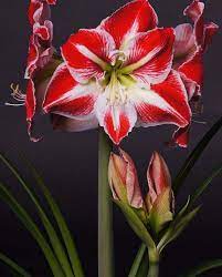 Amaryllis Spartacus Amaryllis Flowers Amaryllis Bulbs Amaryllis