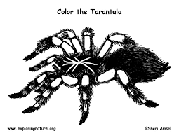 They are here to share and have fun with! Spider Tarantula Coloring Page