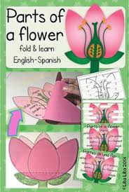 Parts Of A Flower Fold Learn