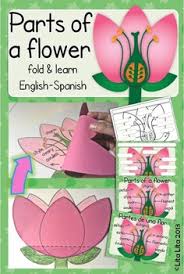 parts of a flower fold learn