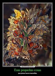Carteles De Mariposas Pag 51 Desmotivaciones Beautiful Butterflies Monarch Butterfly Butterfly