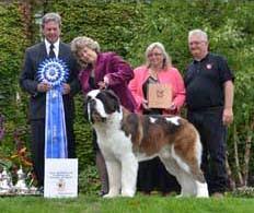 I loved the very loving personality and how they loved to be so close to their human. Breeder Listing Saint Bernard Club Of America