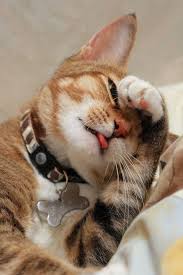 These cat bone chews last over long periods and come in dry forms that you can instantly serve to your pet to feast upon. Can Ts Stand Dis Collar De Bone Shape Would Indicate Its Fer A Dog Me Rips It Off Somehow And Bury De Evide Cute Cats Cute Animals Fluffy Cat Breeds