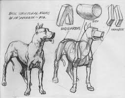 Drawing The Figure Volume One Animal Sketches Canine Drawing Dog Anatomy
