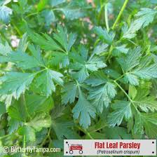 Image result for Petroselinum