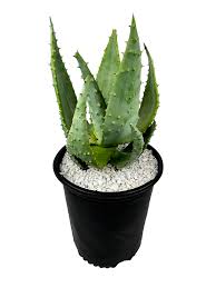 Image result for Aloe nuttii