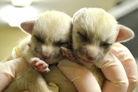 We did not find results for: Fennec Foxes Are Cute But Not As Cute As Baby Fennec Foxes Zooborns Earth Touch News