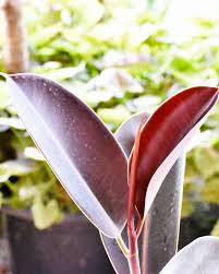 Regular price $16.99 unit price / per. Ficus Elastica Decora Rubra Ficus Black Prince Rubber Plant Indoor Plant Harvyora