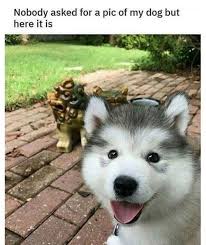 Eighteen Cute Dog Memes That Are Worth A Tail Wag Memebase Funny Memes Cute Dog Memes Dog Memes Cute Dogs
