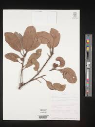 Image result for Manilkara sansibarensis