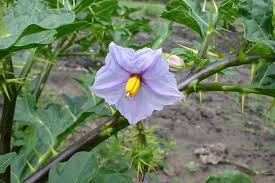 Image result for Solanum linneanum
