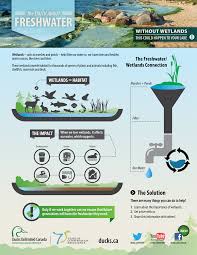 What Do Wetlands Do Wetland World Wetlands Day Infographic