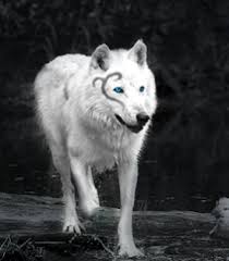 Black And White Wolf Tattoo With Blue Eyes White Wolves With Bright Blue Eyes Google Search Wolf With Blue Eyes Cute Animals White Wolf
