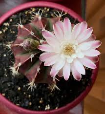 Some preliminary evidence shows that prickly pear cactus can decrease blood sugar. Gymnocalycium Mihanovichii Friedrichii Pansies Flowers Succulent Garden Diy How To Grow Cactus