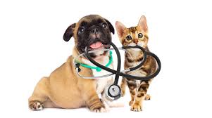 Much like cancer in humans, dog cancer symptoms will vary depending on the type of cancer a dog has developed. Pet Cancer Animal Cancer Care Specialist In Westford Ma 01886
