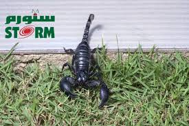 We did not find results for: Ù„Ù…Ø§Ø°Ø§ ØªÙˆØ¬Ø¯ Ø§Ù„Ø¹Ù‚Ø§Ø±Ø¨ ÙÙŠ Ù…Ù†Ø²Ù„ÙŠ ÙˆÙƒÙŠÙ Ø£ØªØ®Ù„Øµ Ù…Ù†Ù‡Ø§ Ø³ØªÙˆØ±Ù… Storm