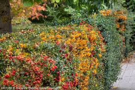 Image result for Pyracantha coccinea golden charmer