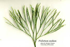Image result for Psilotrichum