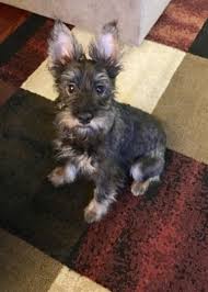You might have never seen a jazwares toy, and have no idea how to obtain the redeemable codes to unlock adopt a pet checklist gifts. Small Dogs For Adoption Malaysia