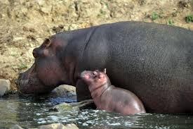 En Images Un Hippopotame Nait Pres De Nantes Hippopotame Bebe Hippopotame Animaux Domestiques