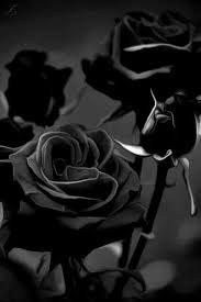 Black And White Rose Wallpaper Pin By Rusty Isom On Rose Black Rose Black And White Roses Gothic Rose