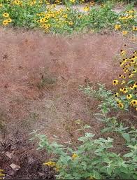 Image result for Eragrostis paradoxa