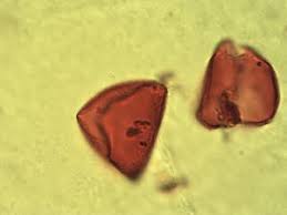 Image result for Eremospatha haullevilleana