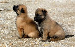 Belgian Shepherd Pastor Belga Perros Animales