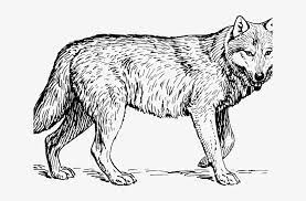 Crayola is the most dependable brand of coloring supplies including their pencils that are known for being safe and reliable for both children and. Picture Freeuse Library Arctic Wolf Free On Dumielauxepices Wolf Animal Coloring Pages Transparent Png 640x480 Free Download On Nicepng