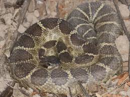 Image result for Crotalaria serpentinicola