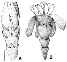 Image result for Sericanthe leonardii
