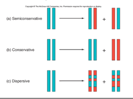 Questions and answers, ib biology dna replication, dna replication practice test questions science prof online, quiz amp worksheet dna. What Are The Three Main Steps In Dna Replication Quizlet