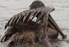 Image 6 For Gulf Of Mexico Oil Spill Animals Covered In Oil Gallery 22495622 Oil Spill Bp Oil Oil Pollution