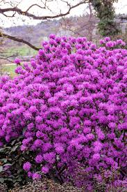 Image result for Rhododendron