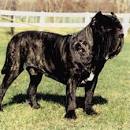 Neapolitan Mastiff Puppies for Sale - PuppyFind