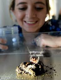 44 Sydney Funnel Web Stock Photos, High-Res Pictures, and Images