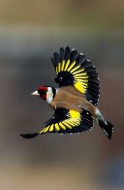 Epingle Par Dominique Bardeur Sur Nature Beaux Oiseaux Oiseaux Colores Oiseaux Exotiques