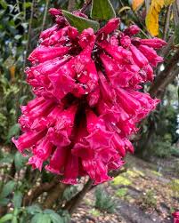 Image result for Cestrum